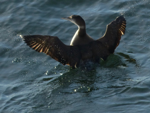 Loon wing flap on water